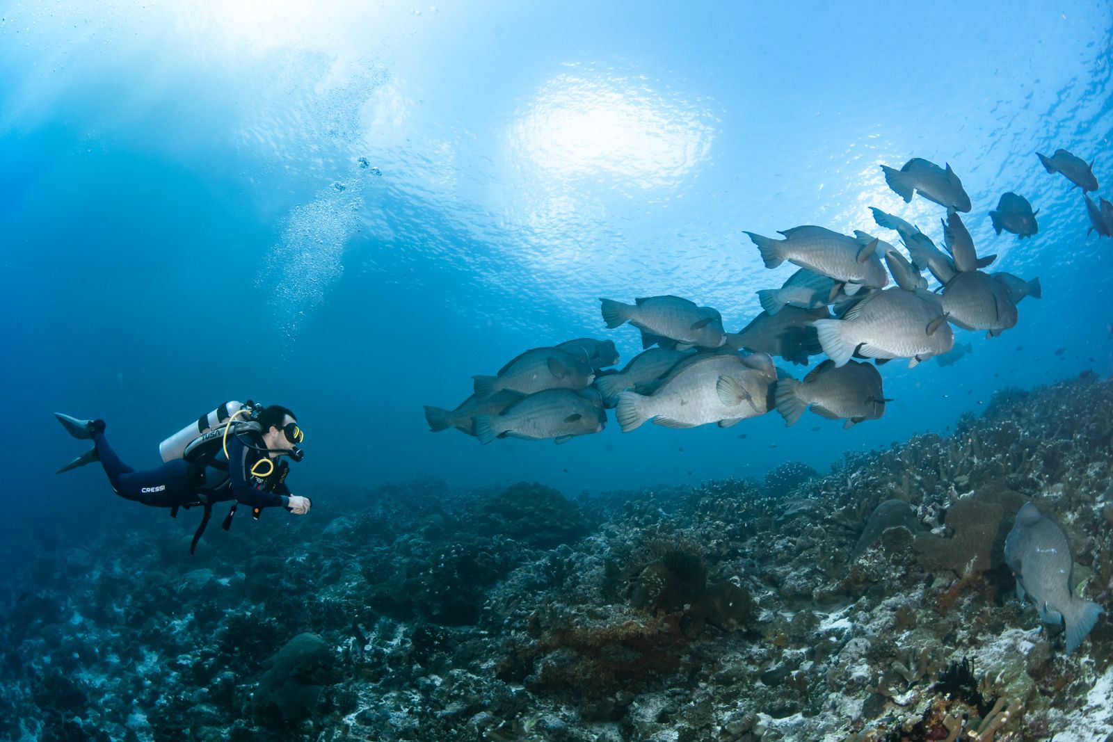 A scuba diver hovering over a coral reef as a school of bumphead parrotfish glides past, sunlight breaking on the surface above.