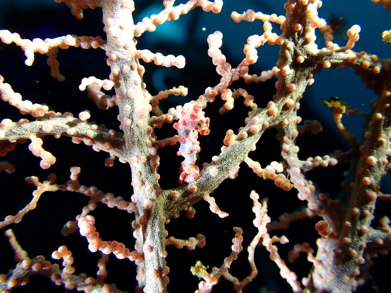 A pygmy seahorse, barely larger than a fingernail, camouflaged among the knobbly branches of a pink gorgonian sea fan.